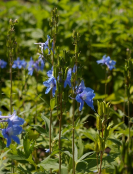 Preview: Delphinium cultorum Berghimmel - Rittersporn -