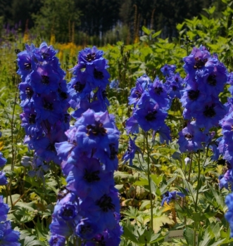 Delphinium cultorum Elmhimmel - Rittersporn Elmhimmel