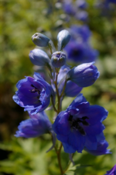 Preview: Delphinium cultorum Elmhimmel - Rittersporn Elmhimmel
