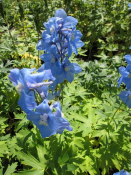 Delphinium elatum Sommerwind - Hoher Rittersporn -