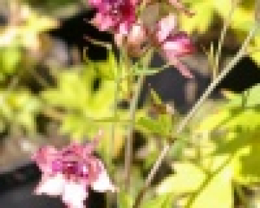 Preview: Delphinium ruysii Pink Sensation - Rittersporn -
