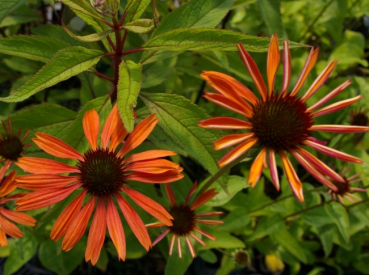 Preview: Echinacea purpurea Sundown - Roter Sonnenhut -