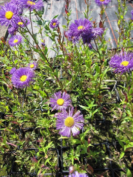 Erigeron hybr. Nachthimmel - Feinstrahl-Aster - Berufskraut -