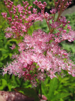 Preview: Filipendula rubra Venusta - Gartenscheinspiere - Mädesüß -