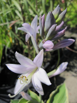 Hosta fortunei Aureomarginata - Grüne Goldrandfunkie