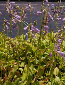 Preview: Hosta naikiana Golden Tiara - Gelbrand-Funkie -