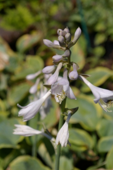 Preview: Hosta sieboldiana Frances Williams - Große Gelbrand-Funkie -