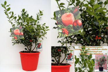 Ilex aquifolium Alaska - Stechpalme immergrün - im Dekotopf mit Weihnachtsbildetikett - 30-40 cm