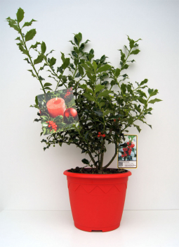 Preview: Ilex aquifolium Alaska - Stechpalme immergrün - im Dekotopf mit Weihnachtsbildetikett - 30-40 cm