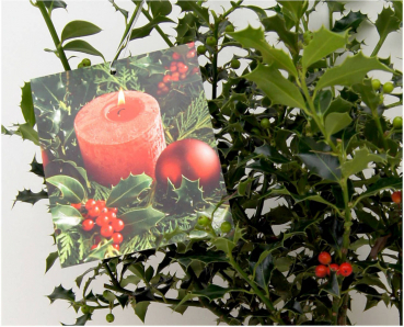 Preview: Ilex aquifolium Alaska - Stechpalme immergrün - im Dekotopf mit Weihnachtsbildetikett - 30-40 cm