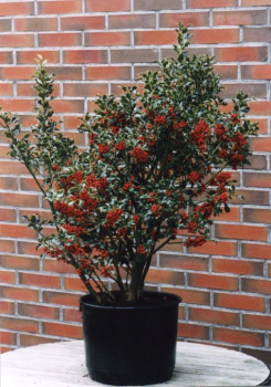 Ilex aquifolium Alaska - Stechpalme immergrün - im Dekotopf mit Weihnachtsbildetikett - 30-40 cm