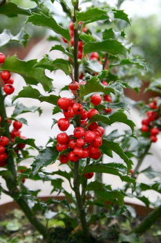 Preview: Ilex meserveae Blue Princess 2