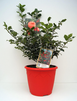 Preview: Ilex meserveae Blue Princess 3