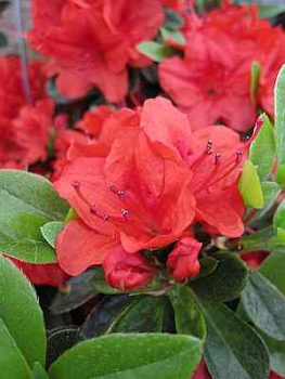 Preview: Rhododendron obtusum "Sonja" 25-30