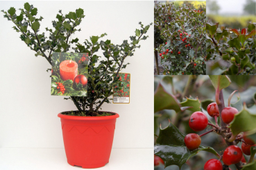 Ilex meserveae Blue Angel ® - immergrüne Stechpalme (Stechhülse) 30-40 cm 5L-Dekorationstopf