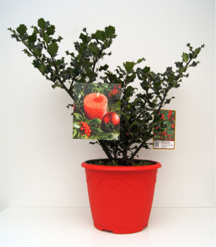 Preview: Ilex meserveae Blue Angel ® - immergrüne Stechpalme (Stechhülse) 30-40 cm 5L-Dekorationstopf