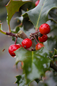 Preview: Ilex meserveae Blue Angel ® - immergrüne Stechpalme (Stechhülse) 30-40 cm 5L-Dekorationstopf