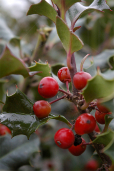 Ilex meserveae Blue Angel ® - immergrüne Stechpalme (Stechhülse) 30-40 cm 5L-Dekorationstopf