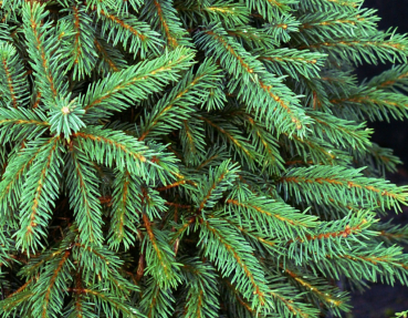Picea glauca Zwergzuckerhut (20-25 cm) im weihnachtsroten Dekortopf & Weihnachtsgrußetikett