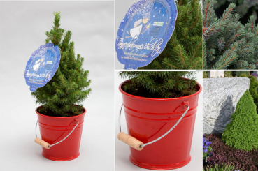 Kleiner Weihnachtsbaum & Weihnachtsgeschichten-CD Kinderweihnachtsbaum im Metalleimer (20 - 30 cm Pflanzenhöhe) inklusiv