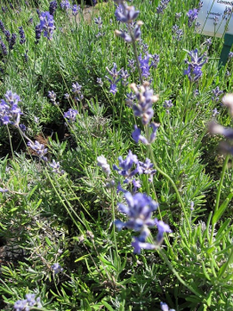 Lavandula angustifolia Middachten - Garten-Lavendel -