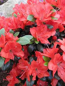 Preview: Rhododendron obtusum "Stretta" 25-30