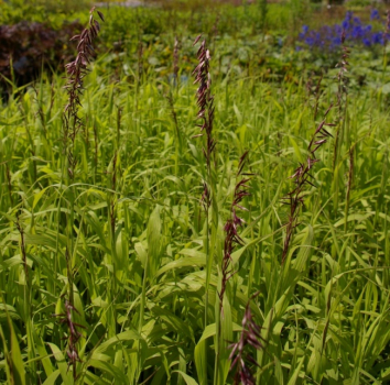 Melica altissima Atropurpurea - Perlgras -