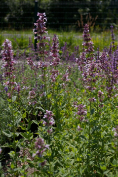 Nepeta faassenii Dawn to Dusk - Katzenminze -