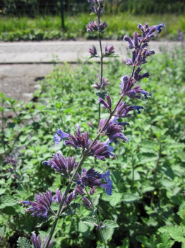 Nepeta faassenii Dropmore Scarlet - Katzenminze -