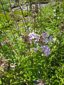 Phlox maculata Natascha - Flammenblume -
