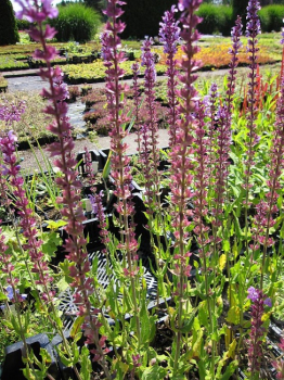 Preview: Salvia nemorosa Amethyst - Gartensalbei - Steppensalbei -