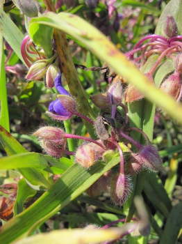 Tradescantia x andersoniana Zwanenburg Blue - Dreimasterblume -