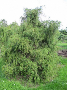 Chamaecyparis pisifera Filifera Formschnitt - Grüne Fadenzypresse -  150-175