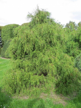 Preview: Chamaecyparis pisifera Filifera Formschnitt - Grüne Fadenzypresse -  150-175