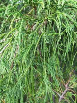 Preview: Chamaecyparis pisifera Filifera Formschnitt - Grüne Fadenzypresse -  150-175