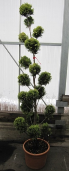 Cupressocyparis leylandii Gold Rider Pompon - Goldene Baumzypresse -