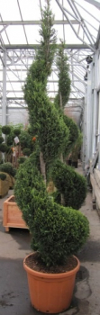 Cupressocyparis leylandii Castlewellan Gold - Gold-Baumzypresse - Riesenzypresse -  Spirale 200-225
