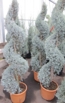 Cupressus arizonica Fastigiata Spirale - Arizona-Zypresse -