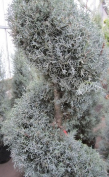 Preview: Cupressus arizonica Fastigiata Spirale - Arizona-Zypresse -