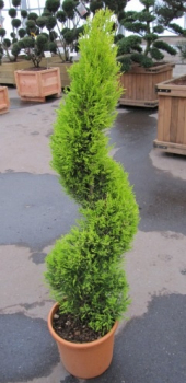 Cupressus macrocarpa Goldcrest Spirale - Gelbe Zimmerzypresse -