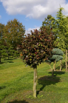 Fagus sylvatica purpurea  - Blutbuche - Purpurbuche - Stamm 80