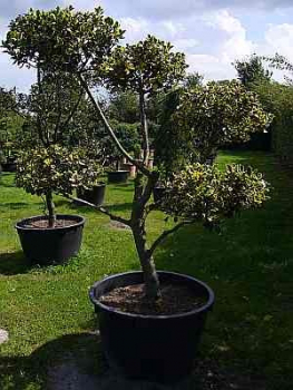 Ilex aquifolia Aureomarginata Formschnitt - Gelbbunte Stechpalme - 180