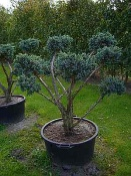 Juniperus squamata Meyeri Formschnitt -Blauzeder-Wacholder - 120