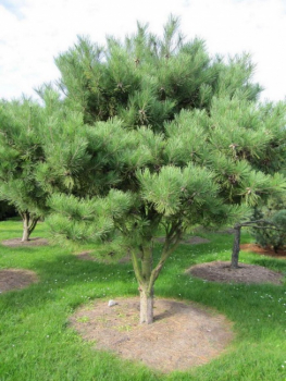 Pinus densiflora Pumila Formschnitt-Schirm - Strauchige Rotkiefer - 200x270