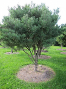 Preview: Pinus densiflora Pumila Formschnitt-Schirm - Strauchige Rotkiefer - 200x270