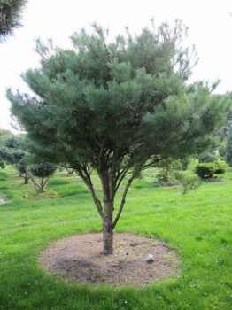 Preview: Pinus densiflora Pumila Formschnitt-Schirm - Strauchige Rotkiefer - 200x270
