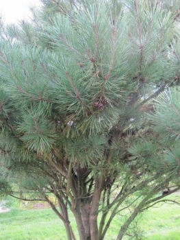 Preview: Pinus densiflora Pumila Formschnitt-Schirm - Strauchige Rotkiefer - 200x270
