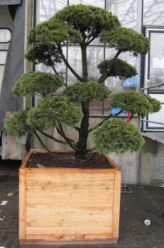 Pinus mugo Gnom Formschnitt - Gnomenkiefer - 200-225