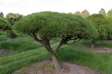 Pinus mugo Mops Formschnitt - Zwergkiefer - 120x95