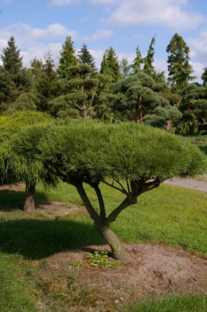 Preview: Pinus mugo Mops Formschnitt - Zwergkiefer - 120x95